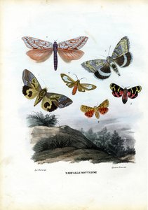 Mariposas, 1863-79